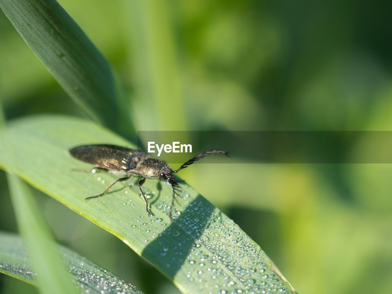 CLOSE-UP OF GRASSHOPPER ON LEAF