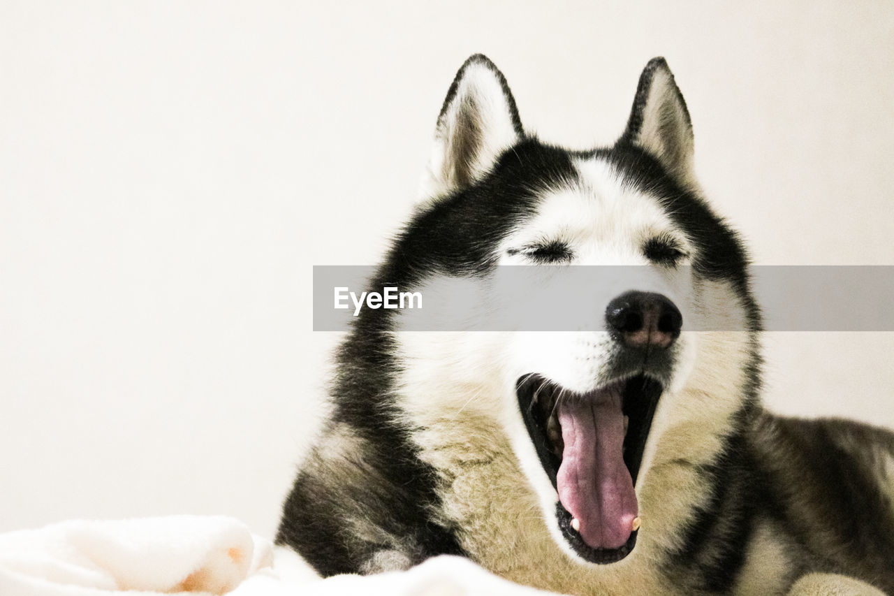 animal, animal themes, pet, one animal, mammal, dog, siberian husky, domestic animals, canine, sled dog, facial expression, mouth open, animal body part, no people, yawning, miniature siberian husky, sticking out tongue, carnivore, animal mouth, indoors, close-up, relaxation, portrait, white background, studio shot, animal tongue
