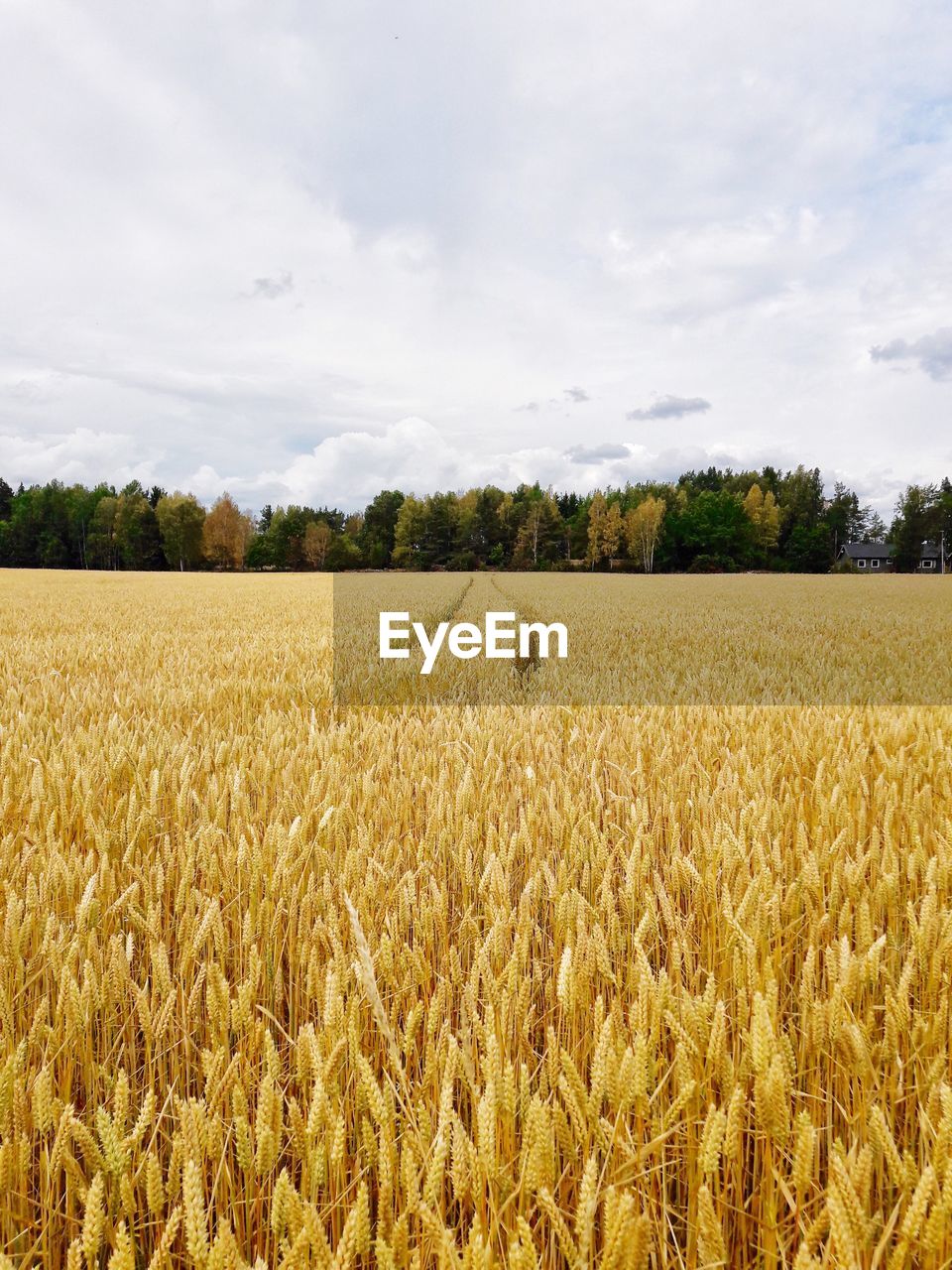 Scenic view of wheat field against sky