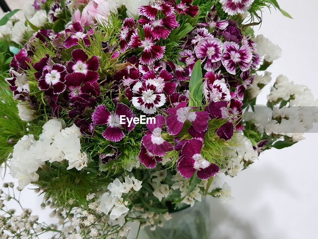 CLOSE-UP OF FLOWERS GROWING ON PLANT