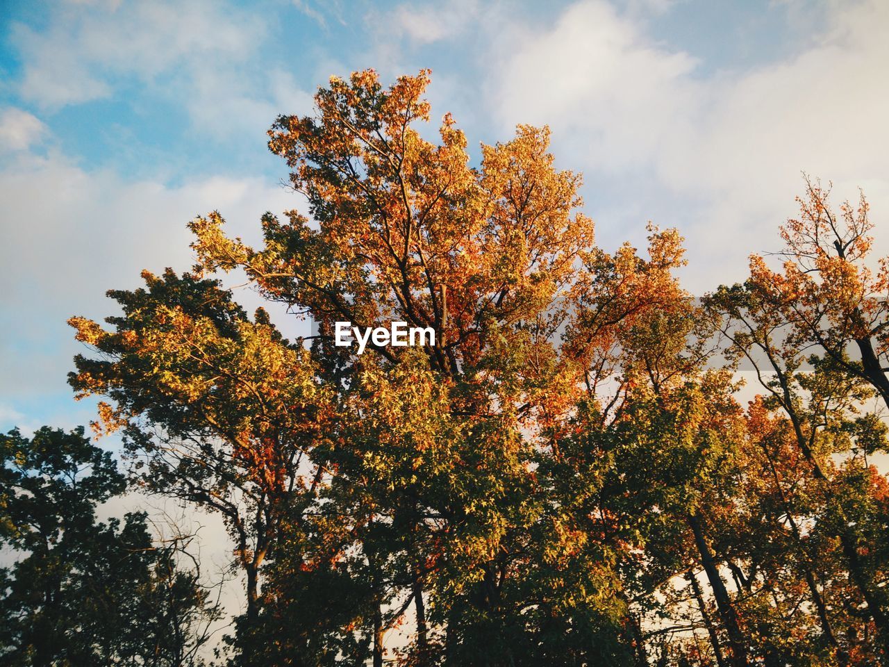 Low angle view of trees against cloudy sky