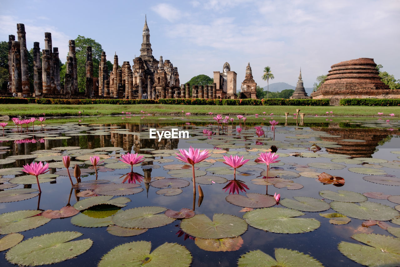 WATER LILY IN POND