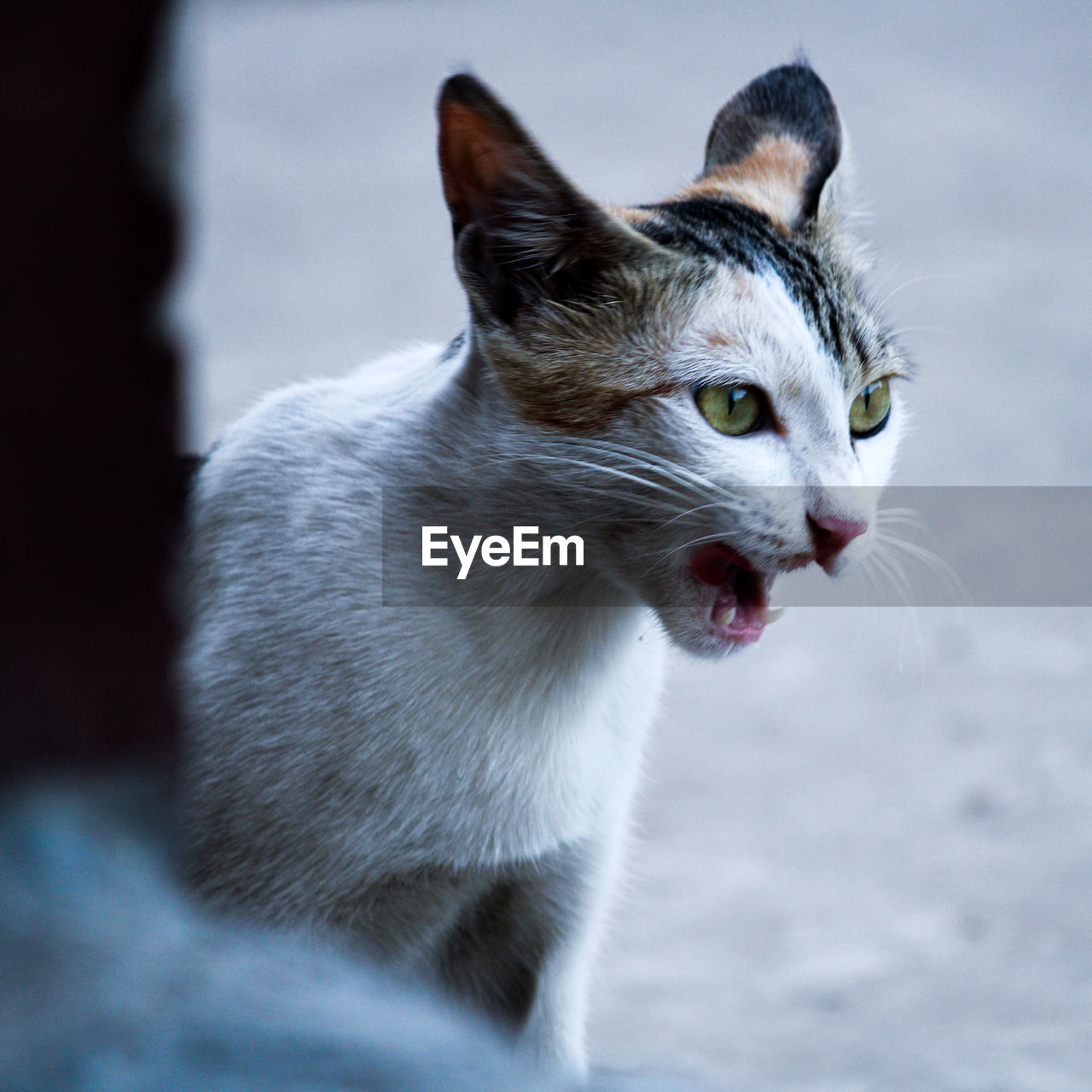 Close-up of cat crawling looking away