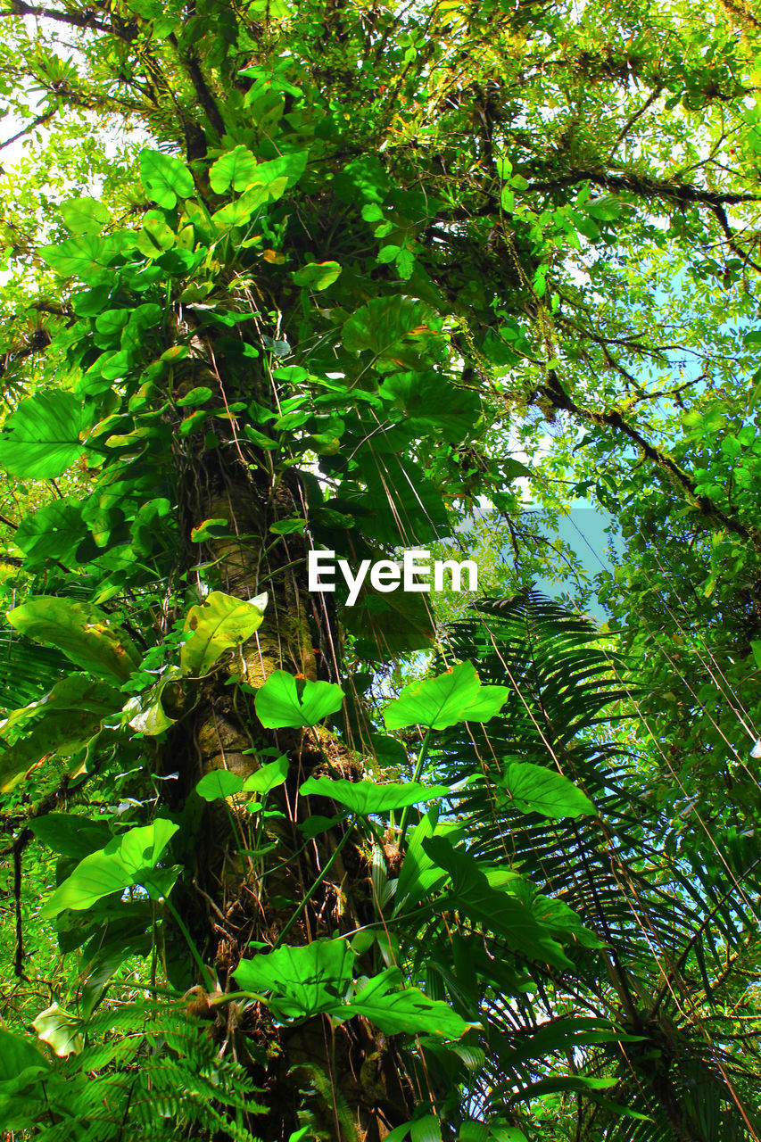 LOW ANGLE VIEW OF BAMBOO TREE