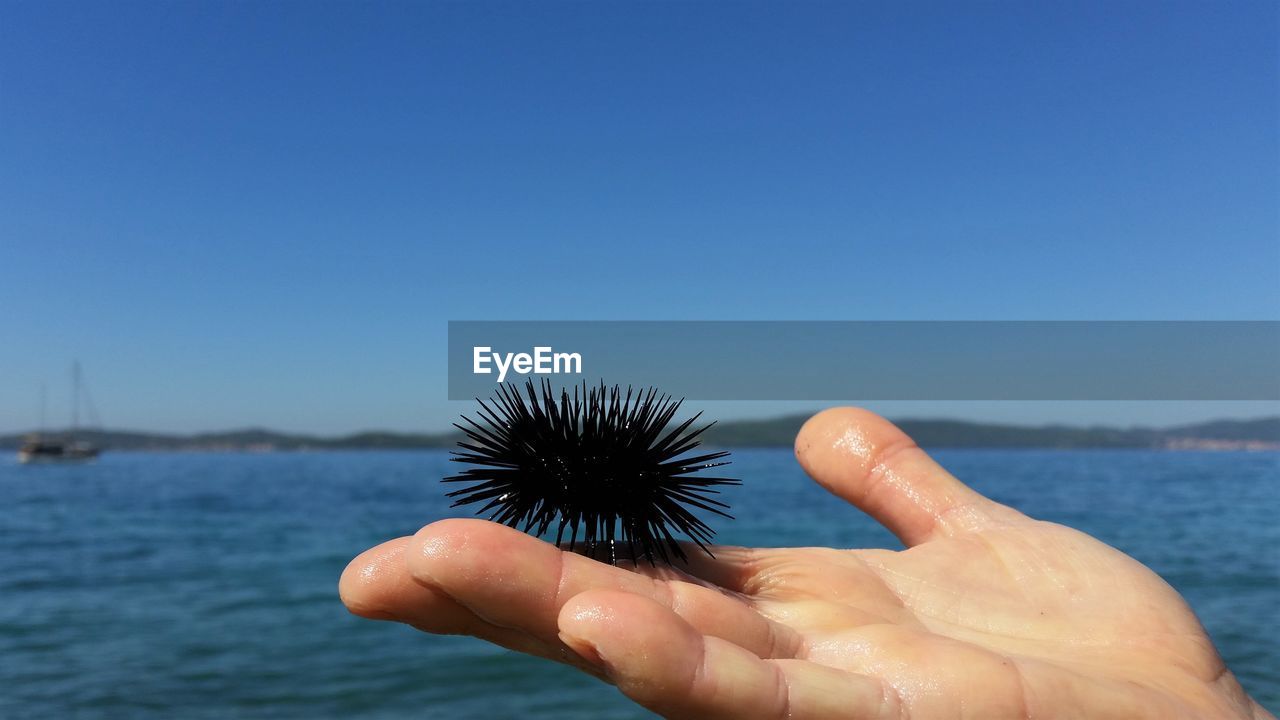 Cropped image of hand holding sea urchin against clear blue sky