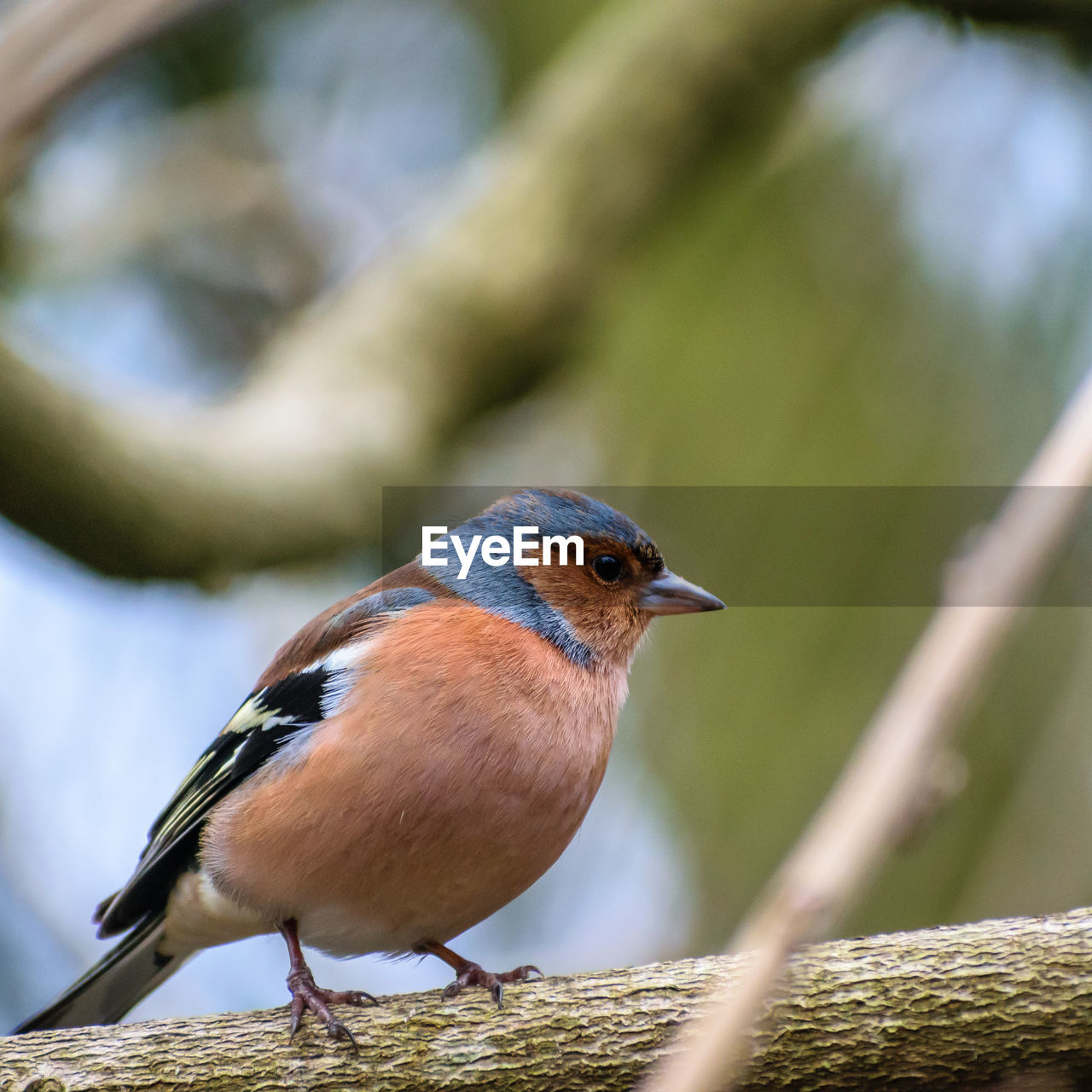 CLOSE-UP OF SPARROW PERCHING OUTDOORS