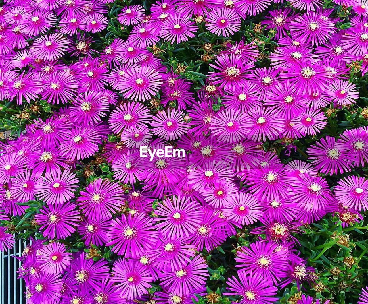 HIGH ANGLE VIEW OF PINK FLOWERING PLANTS