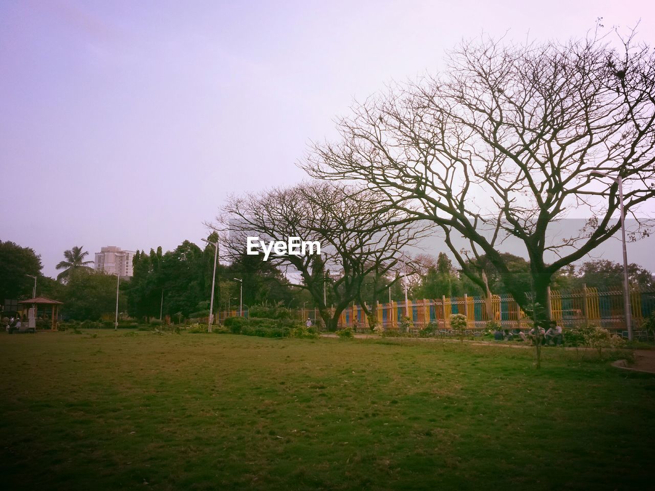 TREES ON GRASSY FIELD