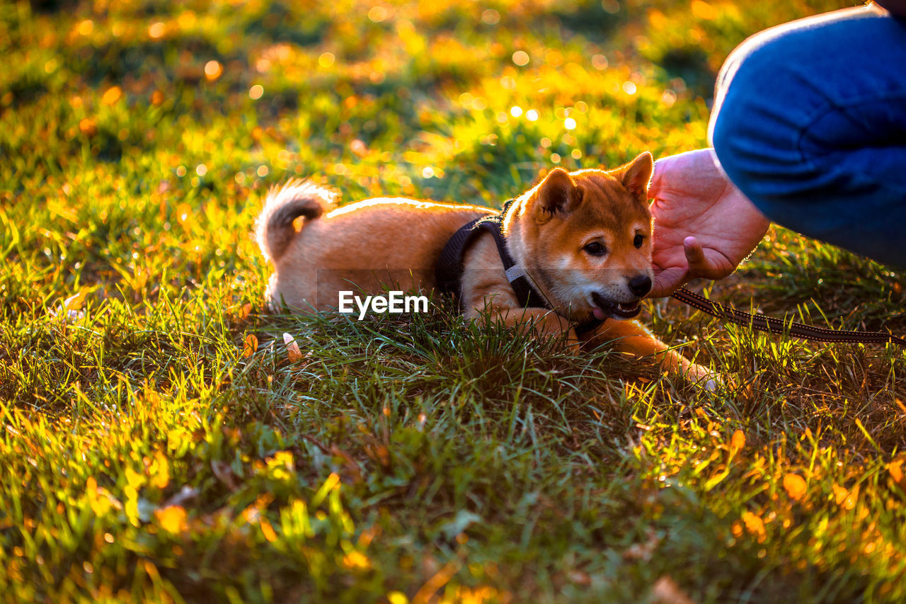 Cropped hand of person playing with puppy on grassy field during sunset