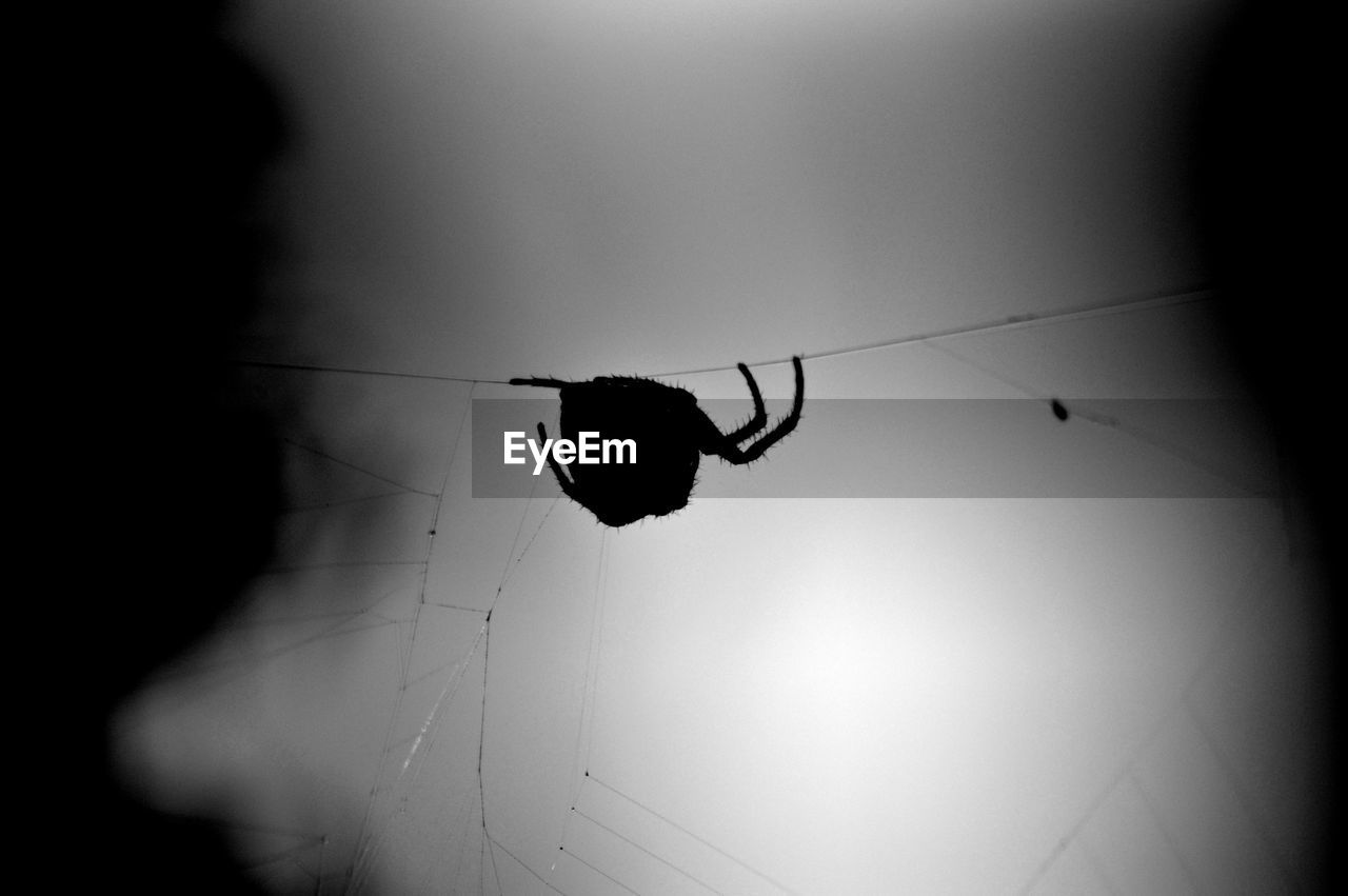 Low angle view of silhouette spider hanging on web against sky