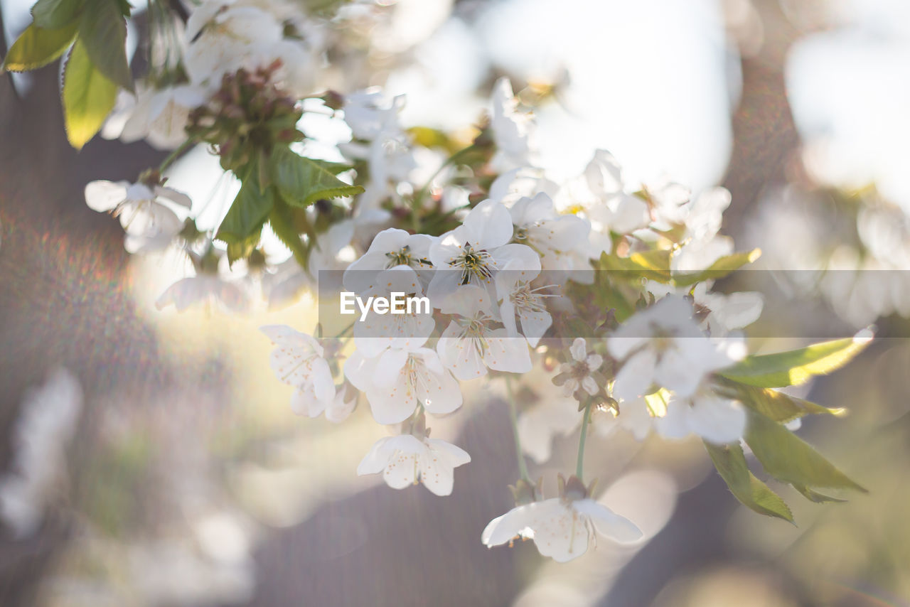 CLOSE-UP OF CHERRY BLOSSOM