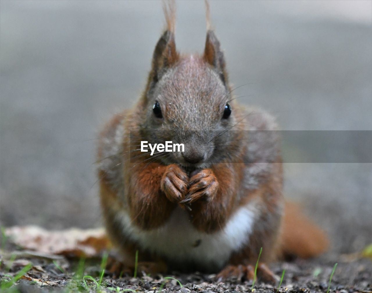 CLOSE-UP PORTRAIT OF A SQUIRREL