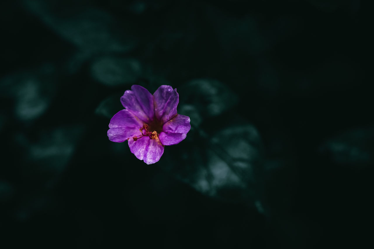 flowering plant, flower, plant, beauty in nature, freshness, macro photography, close-up, nature, flower head, petal, fragility, inflorescence, darkness, pink, no people, purple, green, outdoors, copy space, growth, dark, focus on foreground, night