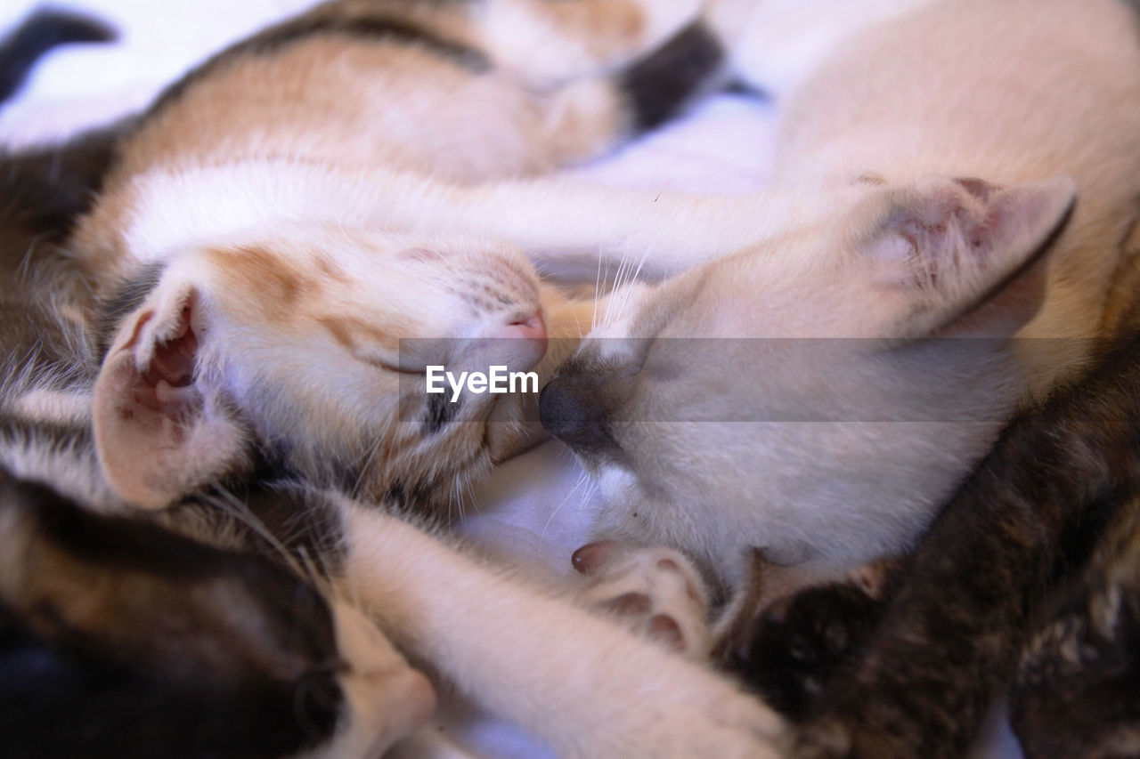 CLOSE-UP OF CAT SLEEPING ON BED