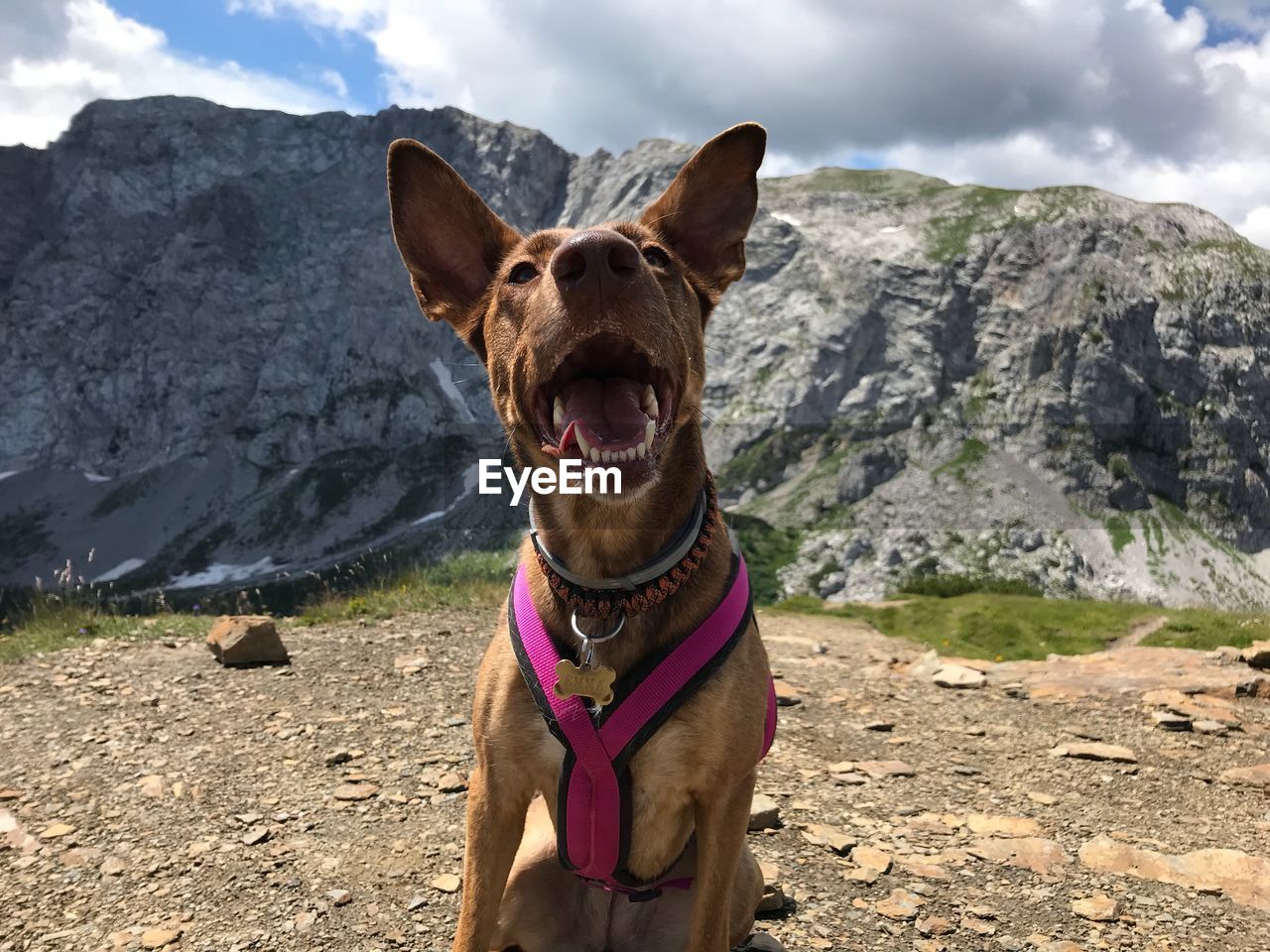 PORTRAIT OF A DOG ON ROCK