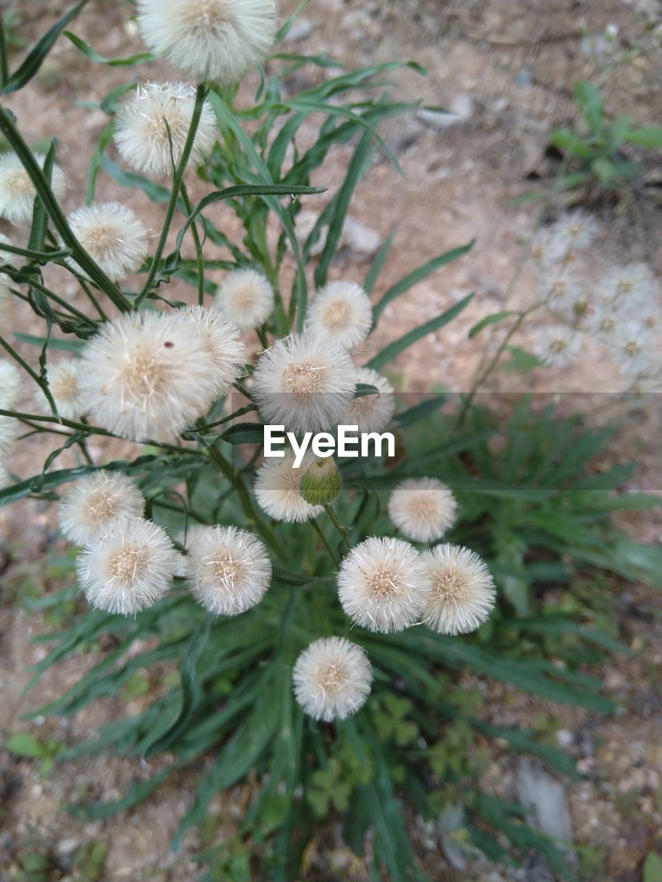 plant, flower, flowering plant, beauty in nature, growth, freshness, nature, no people, close-up, fragility, focus on foreground, wildflower, day, white, land, inflorescence, flower head, high angle view, outdoors, botany, tranquility, field