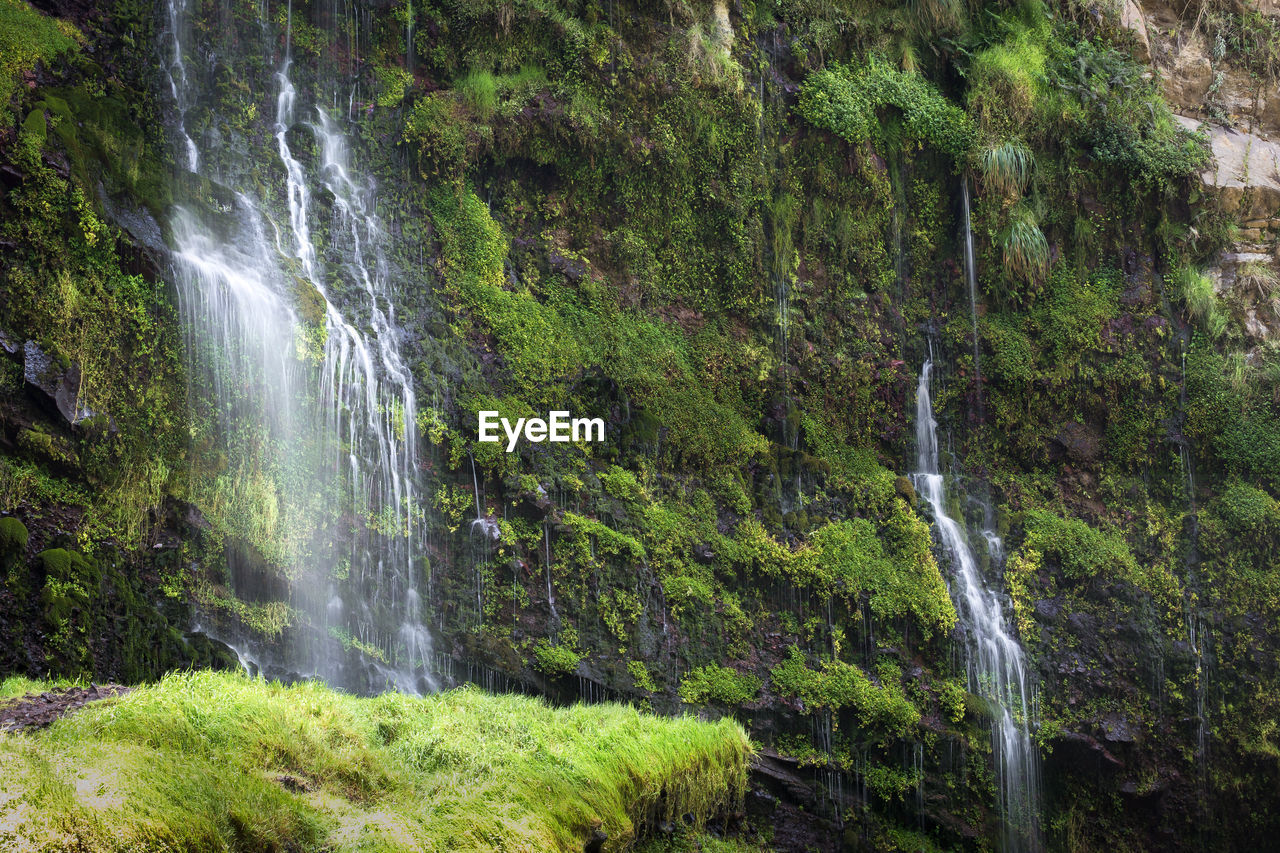 VIEW OF WATERFALL IN FOREST