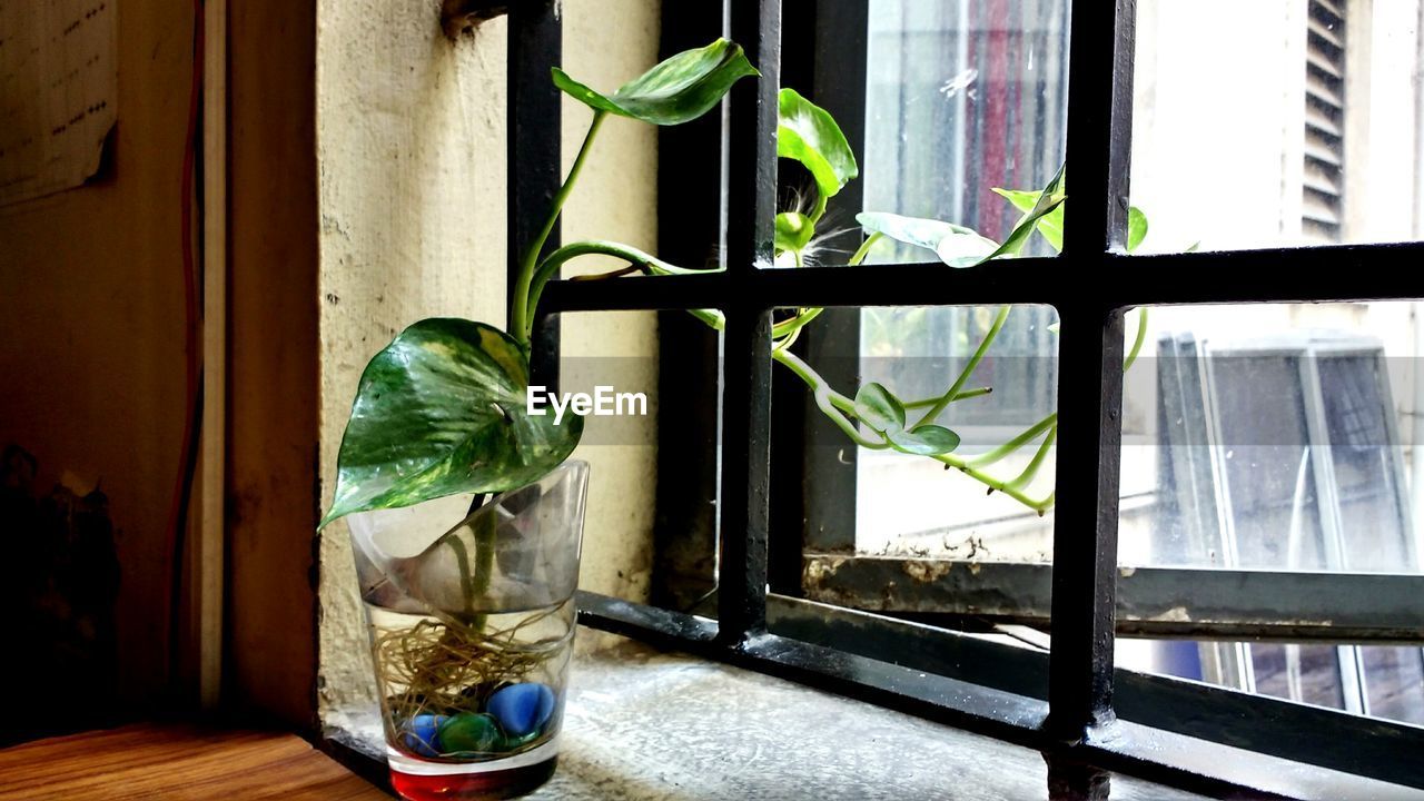 Plant in glass on window sill at home