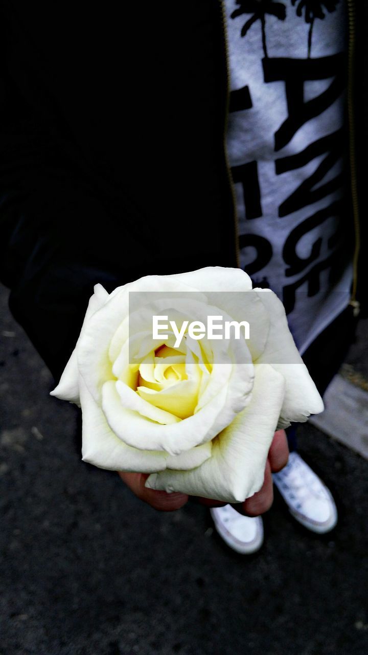 Low section of man holding fresh white rose