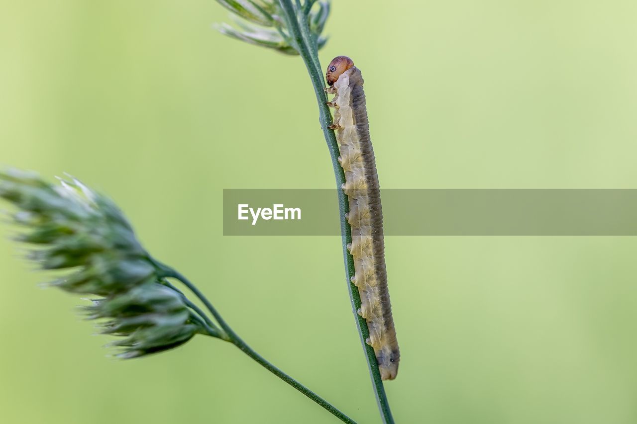 CLOSE-UP OF GRASSHOPPER