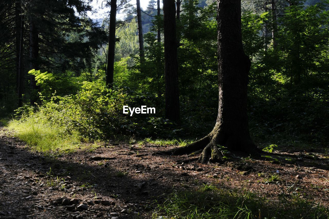 TREES AND PLANTS GROWING IN FOREST