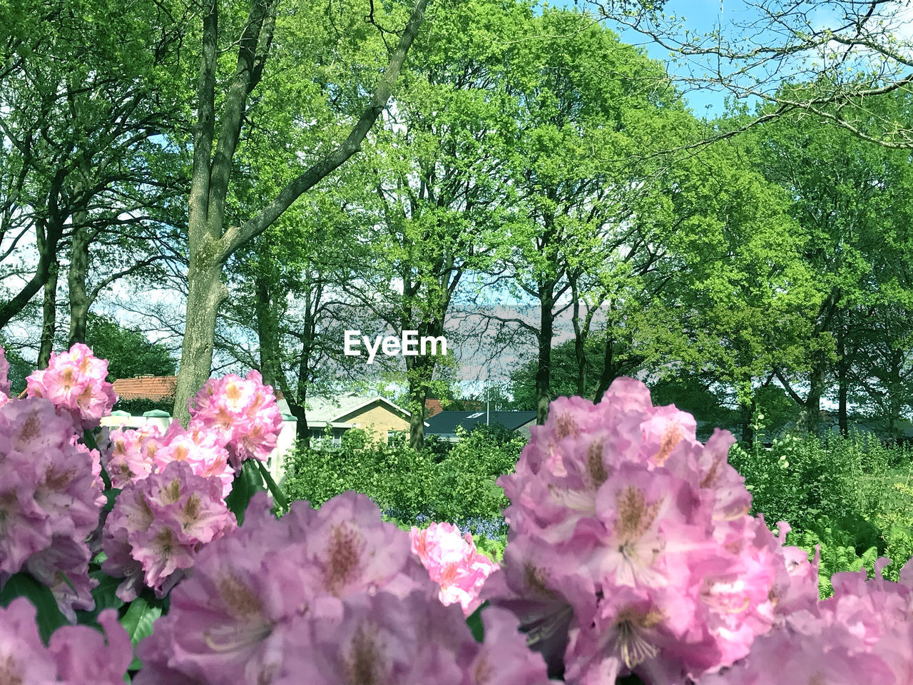 PINK FLOWERS BLOOMING IN TREE