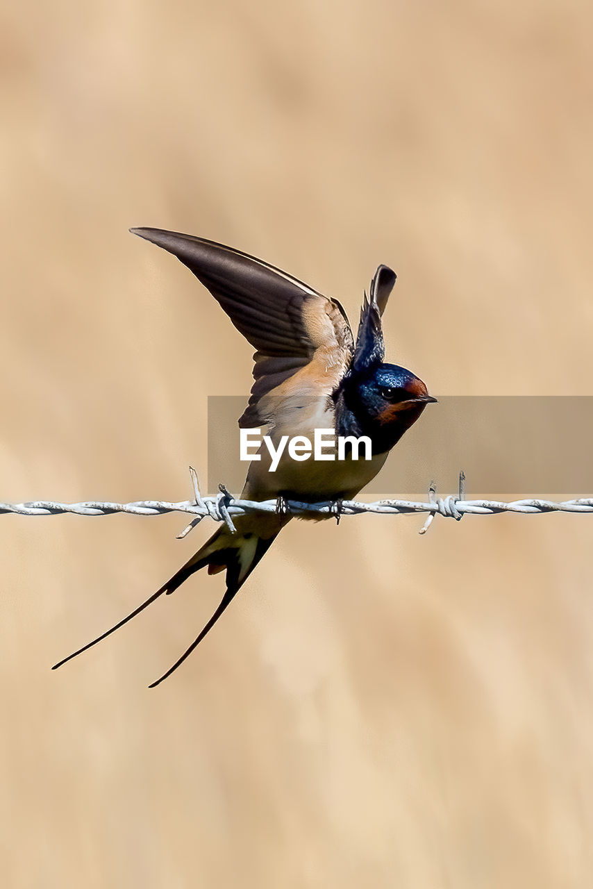 animal themes, animal, bird, animal wildlife, wildlife, one animal, flying, wing, branch, focus on foreground, beak, nature, no people, animal body part, songbird, full length, motion, outdoors, beauty in nature, close-up, day, colored background, insect, animal wing, spread wings, sunbeam, fence, sunlight, copy space, sunny, environment