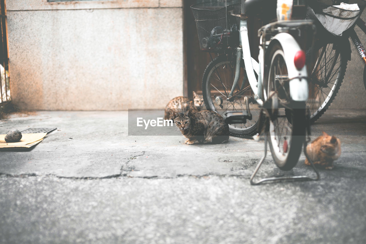 Tabbies sitting besides bicycle against house