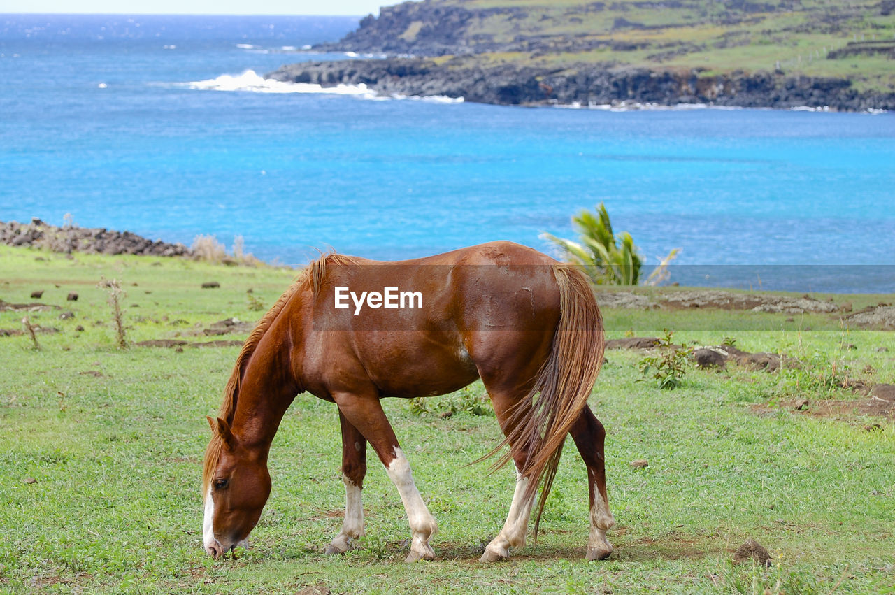 Horse standing on field by sea