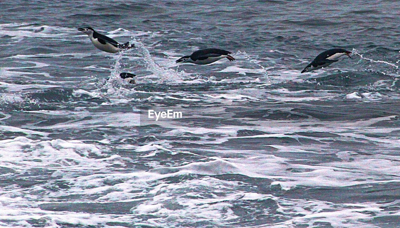 Chinstrap penguins swimming in sea