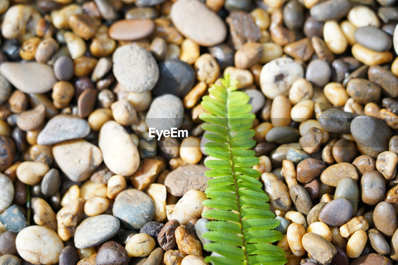 HIGH ANGLE VIEW OF PEBBLES ON STONES