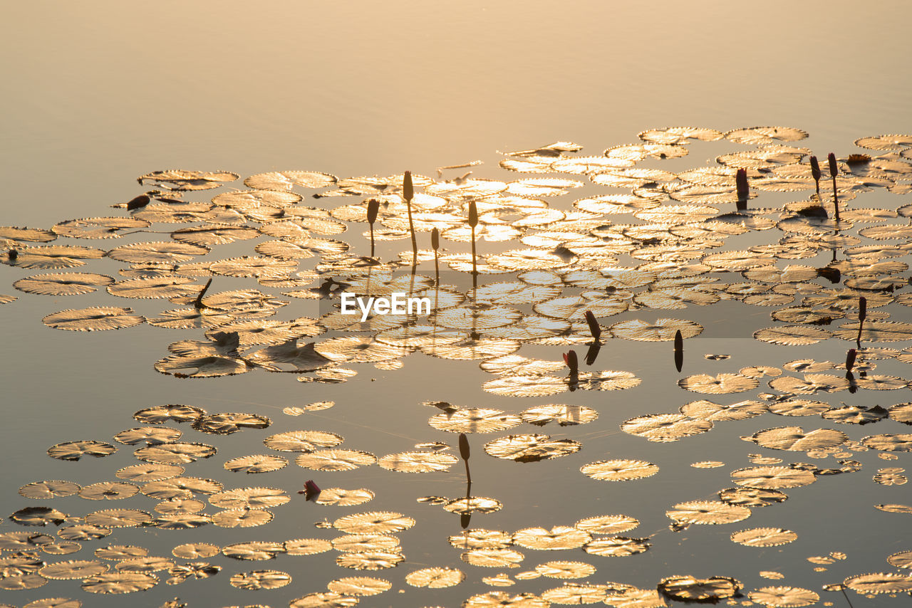 Scenic view of lily pads on water at sunset