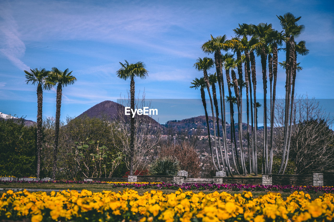 scenic view of sunflower field