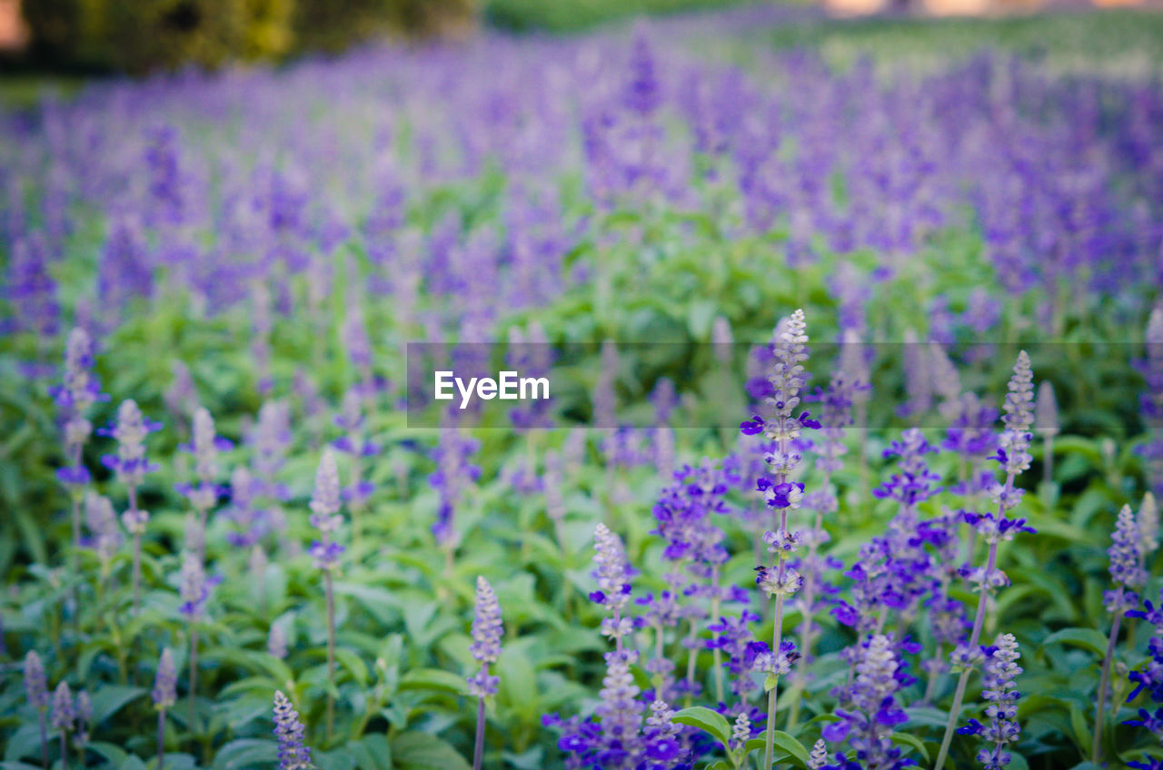 Close-up of purple lavender flowers on field