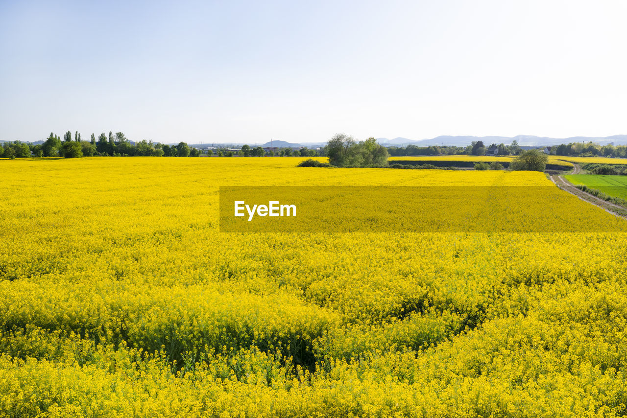 Scenic view of oilseed rape field against clear sky