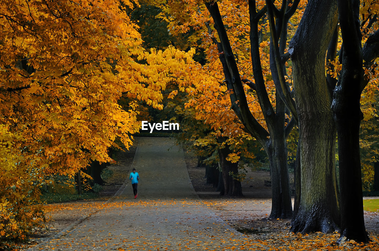 MAN WALKING ON AUTUMN TREE