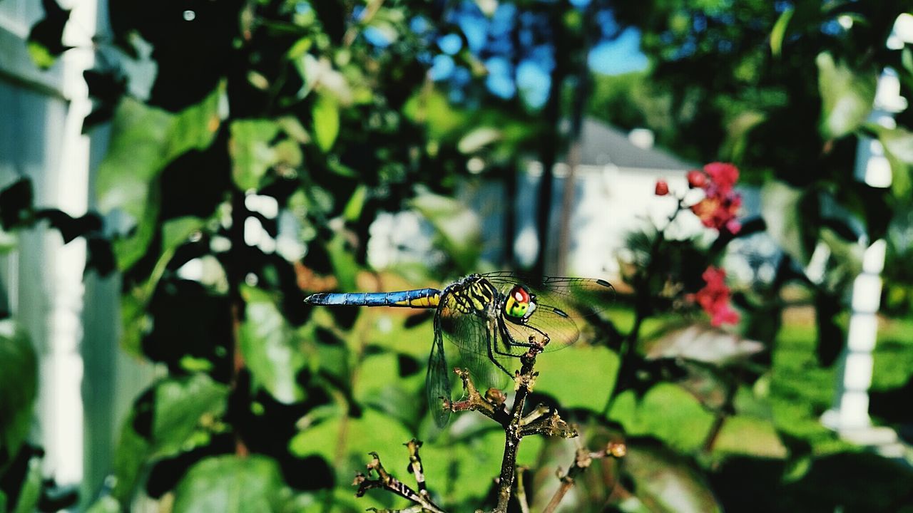 Dragonfly perching on plant