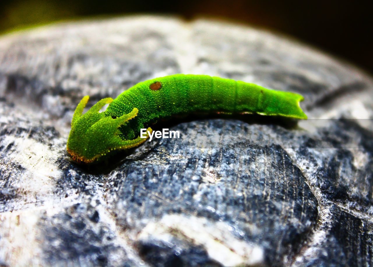 Close-up of caterpillar on rock