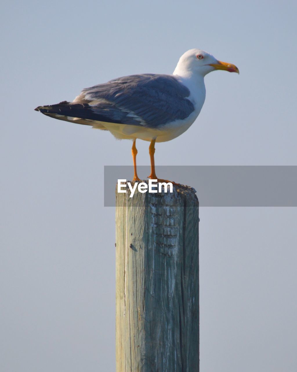 SEAGULL ON WOODEN POST AGAINST CLEAR SKY