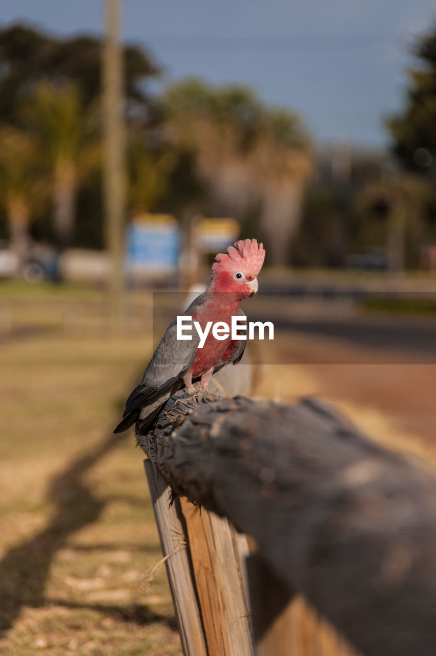 Galah perching on wooden fence at field