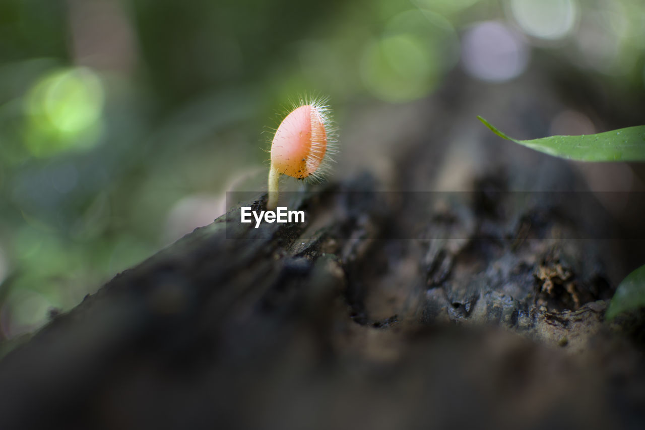 CLOSE-UP OF MUSHROOM ON FIELD