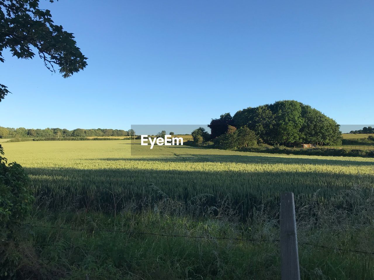 SCENIC VIEW OF AGRICULTURAL FIELD AGAINST CLEAR SKY DURING SUNSET