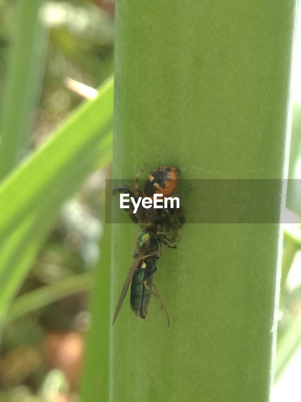 CLOSE-UP OF CATERPILLAR ON LEAF