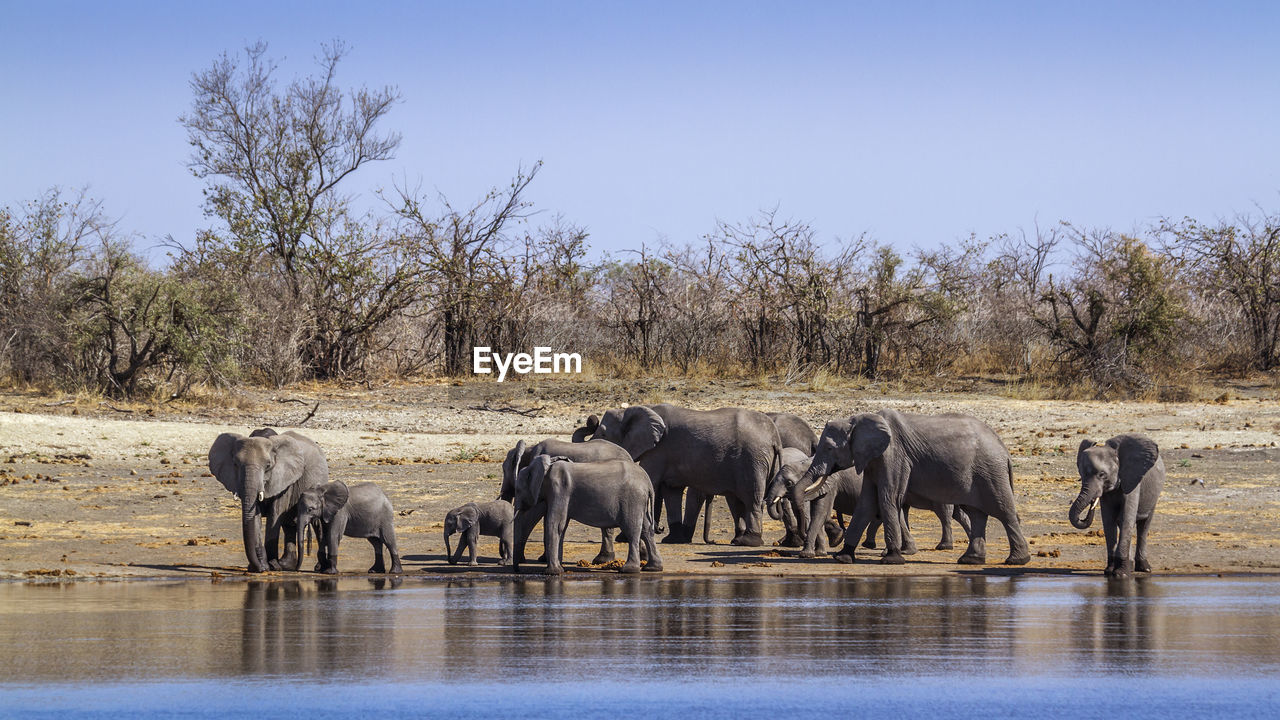 Elephants at riverbank against sky