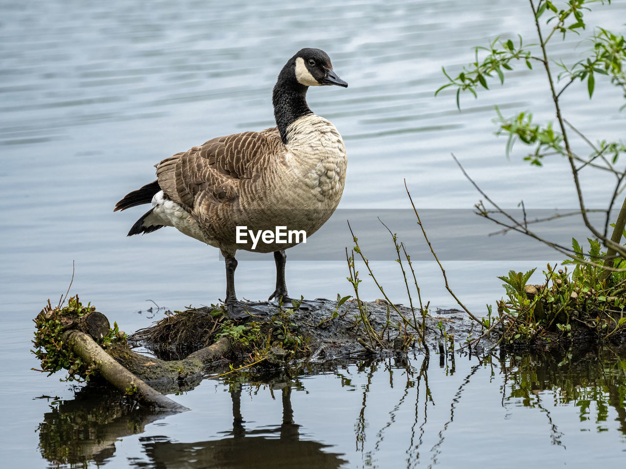 bird, animal themes, animal wildlife, animal, wildlife, water, lake, nature, duck, water bird, ducks, geese and swans, beak, one animal, reflection, no people, goose, plant, day, outdoors, poultry, full length, beauty in nature