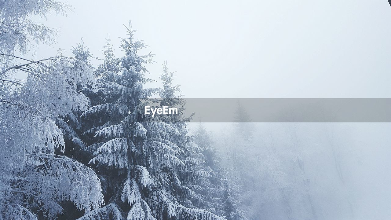 LOW ANGLE VIEW OF TREES AGAINST SKY