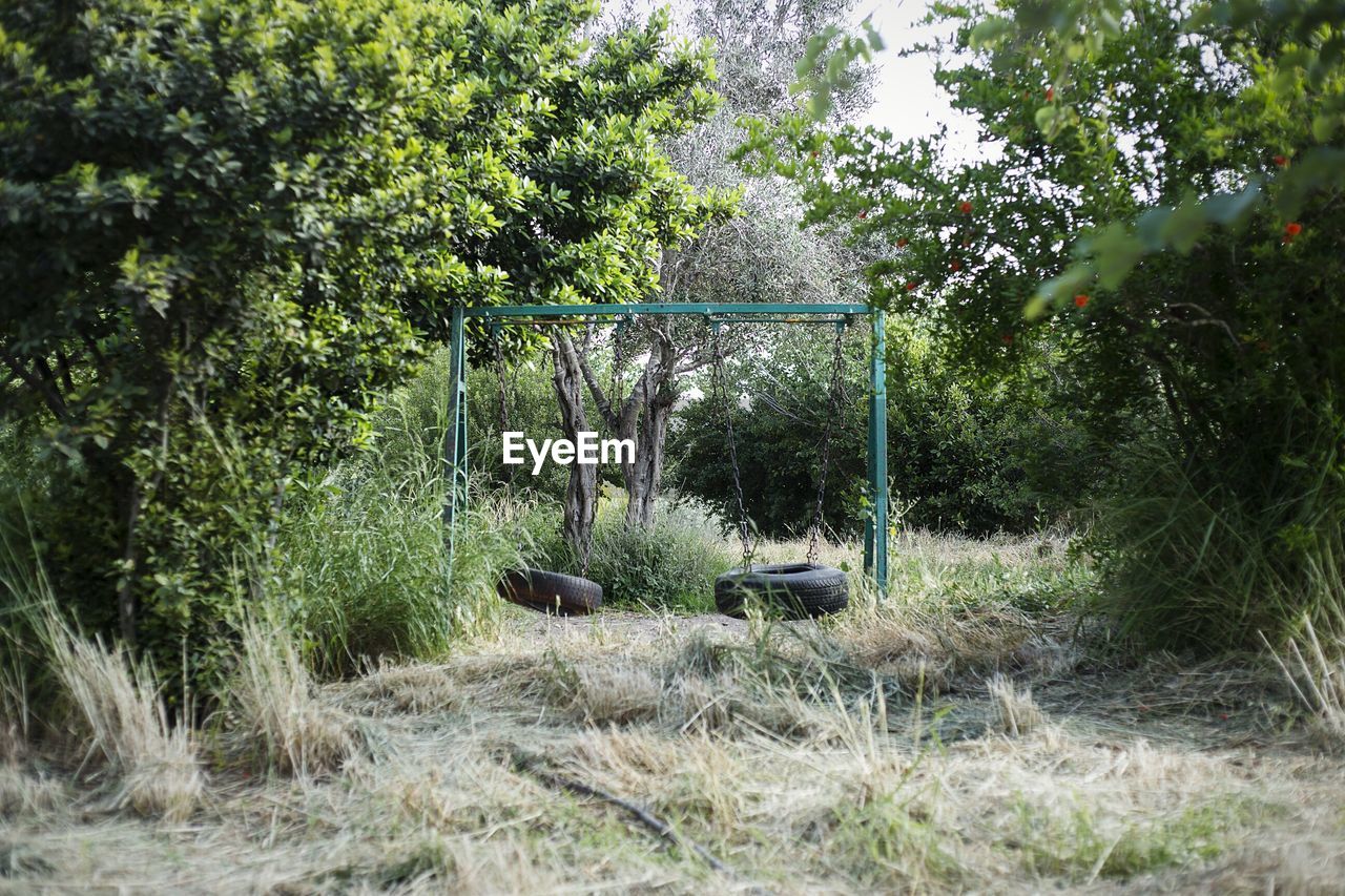 Plants and trees in forest