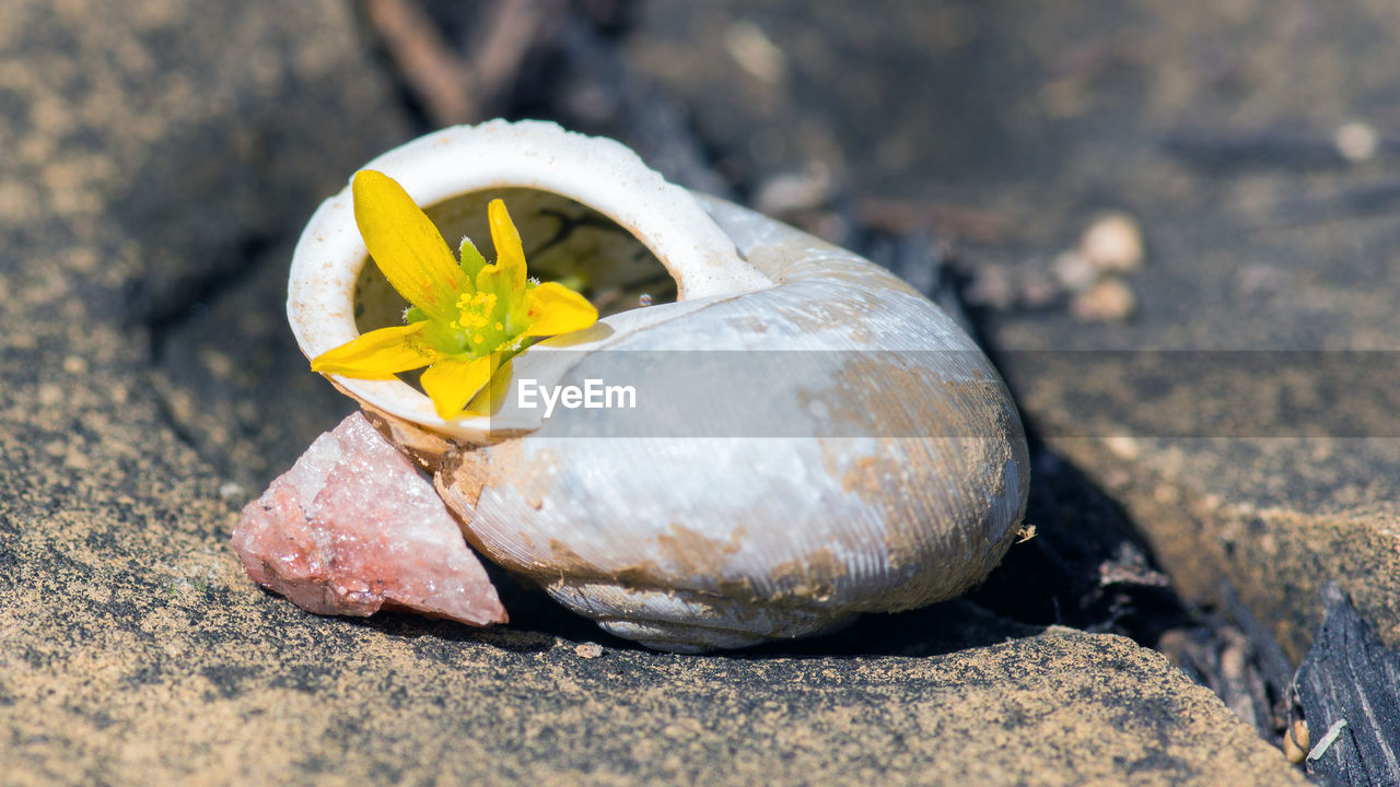 CLOSE-UP OF BREAD AND LEAF