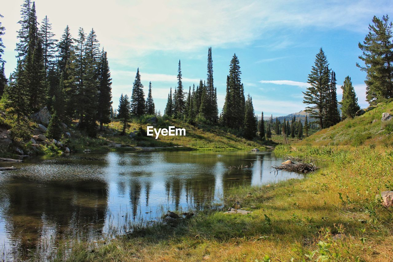 Stream flowing through a forest