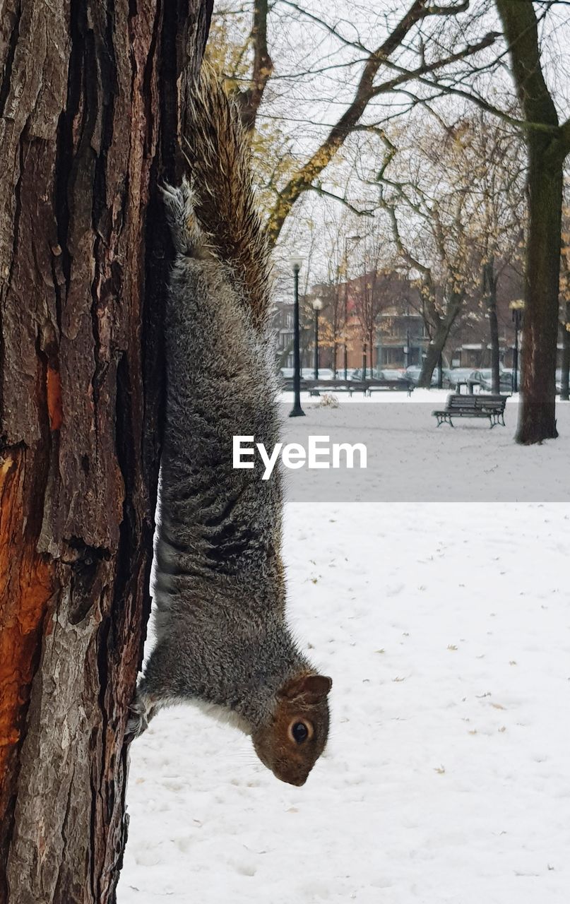 Squirrel in montreal, québec, canada